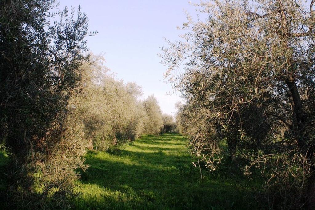 Agriturismo Vigna Mai Magliano in Toscana Ngoại thất bức ảnh